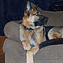 Bear joined the competition — help win amazing prizes! alert, animal, brown, canine, collar, couch, dog, domestic, ears, fur, furniture, german_shepherd, indoor, living_room, mammal, paw, pet, relaxed, resting, side_view