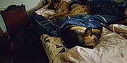 Bear is registered to the contest to win money with this photo: animal, bed, blanket, blanket_folded, canine, chair, comfort, cozy, dark, dog, furniture, indoor, pet, quiet, quilt, resting, room, sleeping, textile, two_dogs