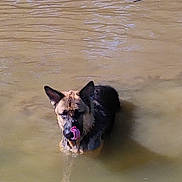 Bear is registered to the contest to win money with this photo: animal, canine, dog, ears, expression, fur, german_shepherd, lake, licking, murky_water, muzzle, nature, outdoor, pet, playful, standing, summer, tongue, water, wet