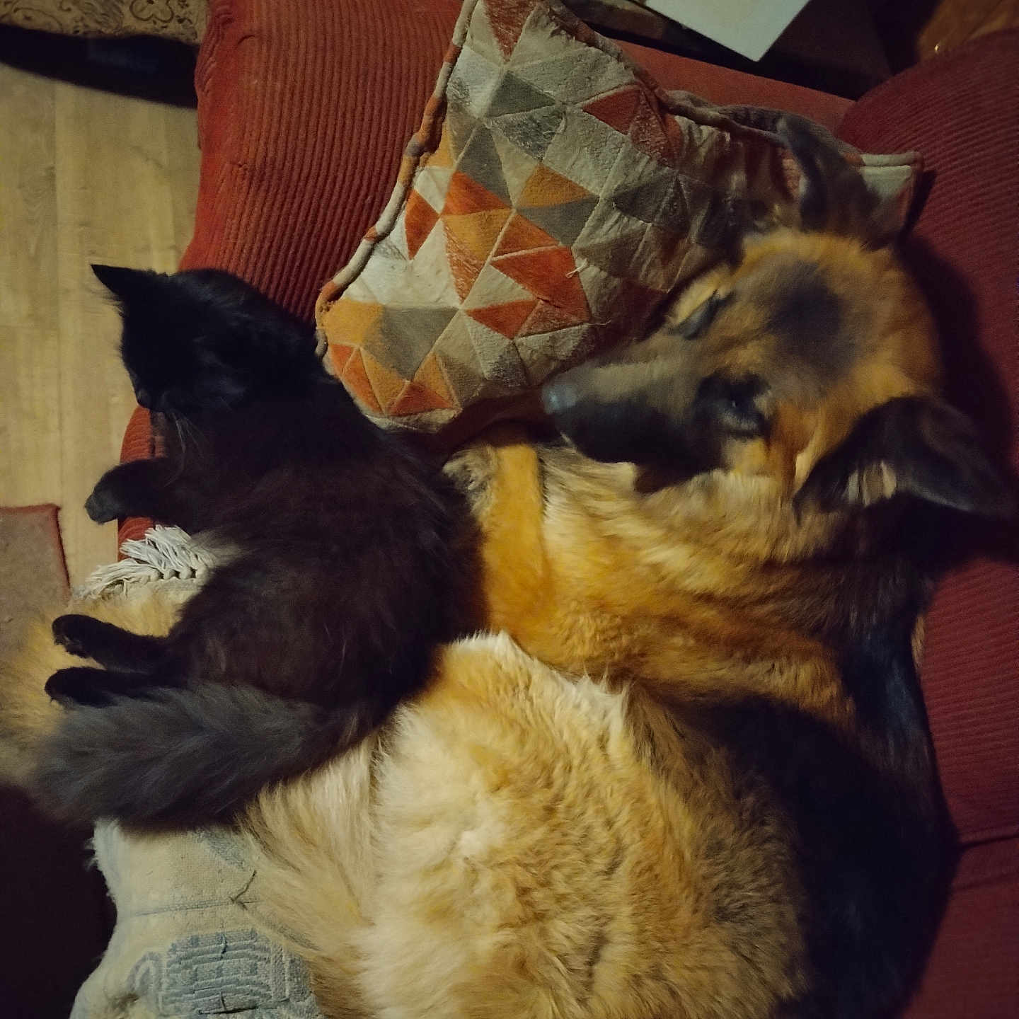 Damian And Baghara is registered to the contest to win money with this photo: animal, black_cat, blanket, cat, comfort, companion, couch, cozy, dog, fluffy, fur, furniture, german_shepherd, home, indoors, living_room, pet, pillow, relaxing, resting