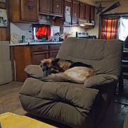 Damian And Baghara joined the competition — help win amazing prizes! appliance, armchair, couch, cozy, curtains, dog, domestic, floor, furniture, home, indoor, kitchen, living_room, pet, recliner, relaxation, sleeping, table, window, wooden_cabinets