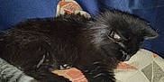 Damian And Baghara is registered to the contest to win money with this photo: animal, black_cat, cat, closeup, comfort, cozy, cushion, cute, domestic_cat, feline, fur, geometric_pattern, home, indoor, paw, pet, relaxation, resting, sleeping, soft