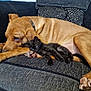dog, kitten, black_cat, tan_dog, couch, pet, snuggling, resting, indoor, cozy, furry, animal, companion, relaxed, sleepy, paw, collar, fur, friendship, domestic