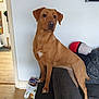 dog, brown_dog, indoor, couch, living_room, wooden_floor, white_wall, shelf, figurines, pet, alert, standing, paw, furniture, household, curious, domestic_animal, canine, companion, home