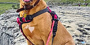 Riley is registered to the contest to win money with this photo: dog, animal, pet, harness, leash, rock, outdoor, nature, sky, cloud, grass, happy, sitting, canine, landscape, adventure, smiling, collar, brown_dog, daytime