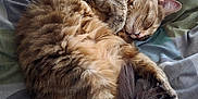 Lilo joined the competition — help win amazing prizes! cat, sleeping, fluffy, tabby, bed, blanket, cozy, fur, resting, cute, pet, animal, domestic, whiskers, paw, tail, indoor, relaxed, soft, napping