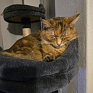 Lilo joined the competition — help win amazing prizes! cat, tabby, sleeping, cat_bed, scratching_post, indoor, pet, feline, fur, whiskers, ears, cozy, resting, household, animal, closeup, soft, peaceful, cute, nap