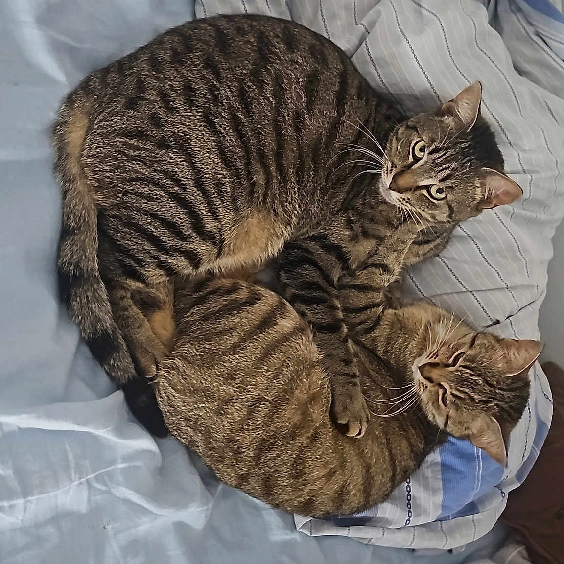 Kyubi Et Luna