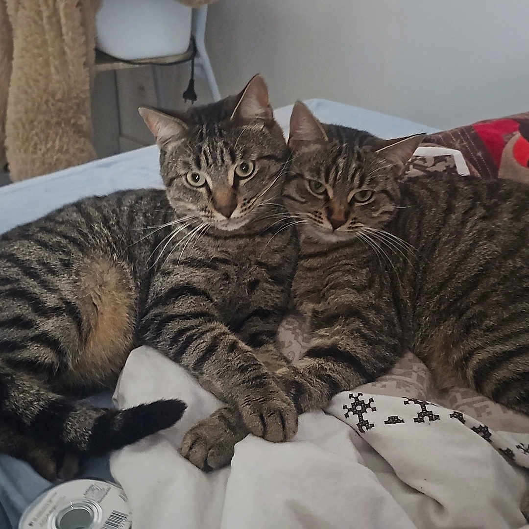 Luna Et Kyubi participe au concours pour gagner de l'argent avec cette photo : abyssinian, accessories, animal, bag, bed, bedroom, blanket, cat, couch, cushion, furniture, handbag, homedecor, indoors, kitten, manx, person, pet, room, sleeping