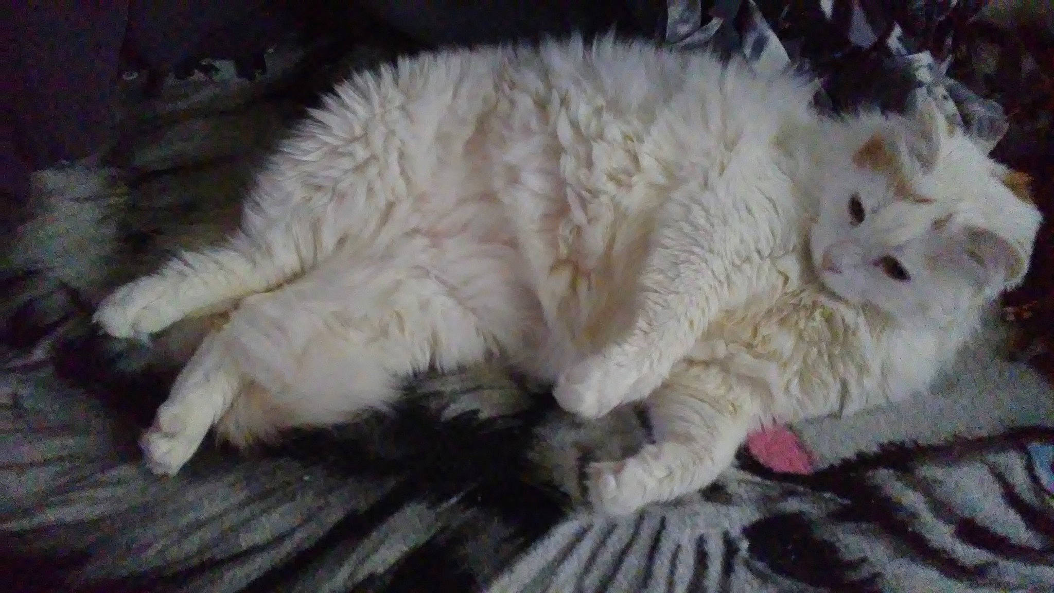 Rocky joined the competition — help win amazing prizes! british_longhair, carnivore, cat, claw, domestic_long_haired_cat, fawn, felidae, fur, kitten, mammal, nose, paw, persian, selkirk_rex, small_to_medium_sized_cats, turkish_angora, whiskers