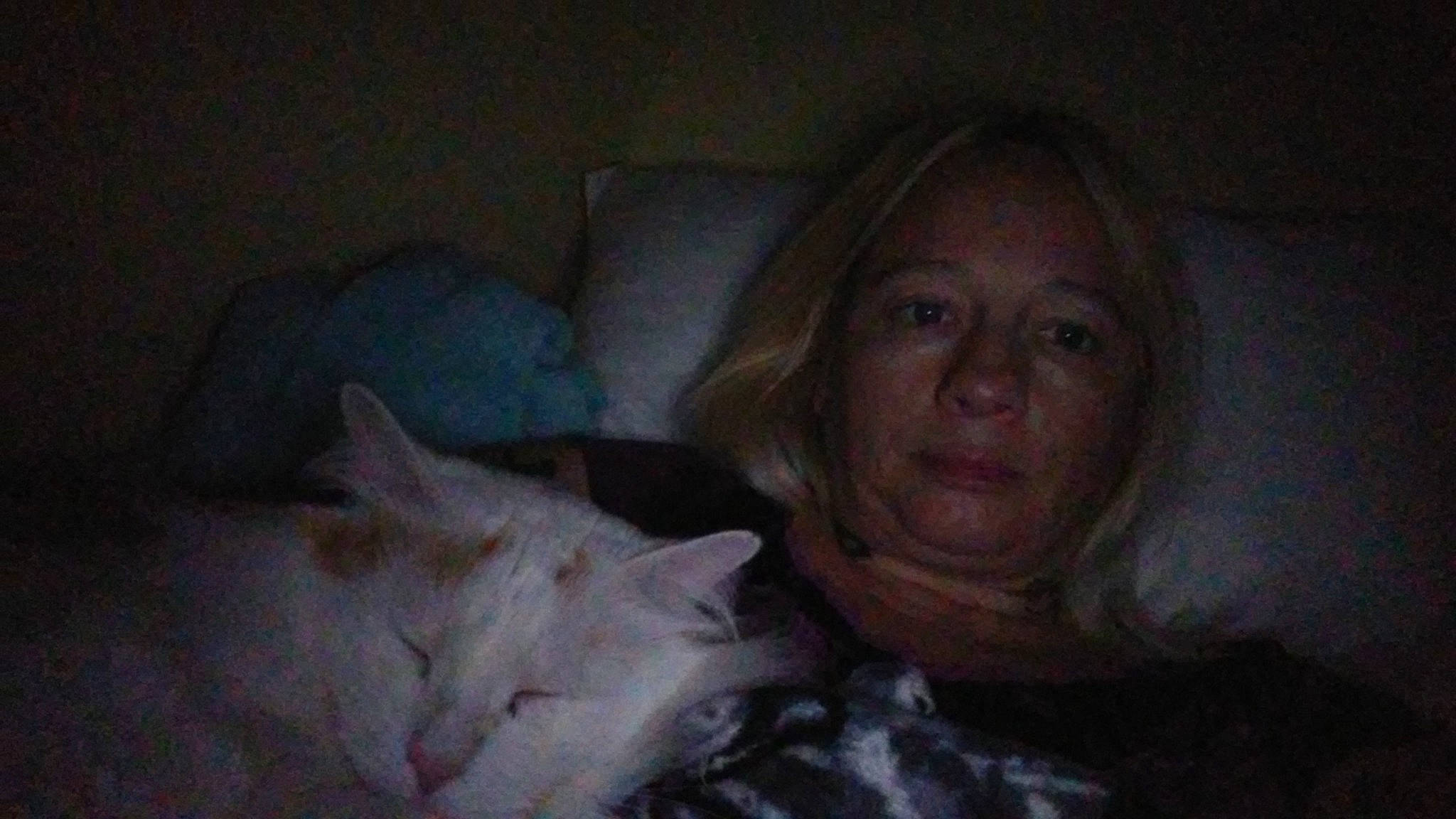 Rocky is registered to the contest to win money with this photo: carnivore, cat, colorpoint_shorthair, domestic_long_haired_cat, european_shorthair, eye, felidae, fur, iris, kitten, nose, person, small_to_medium_sized_cats, turkish_angora, turkish_van, under_exposed, whiskers