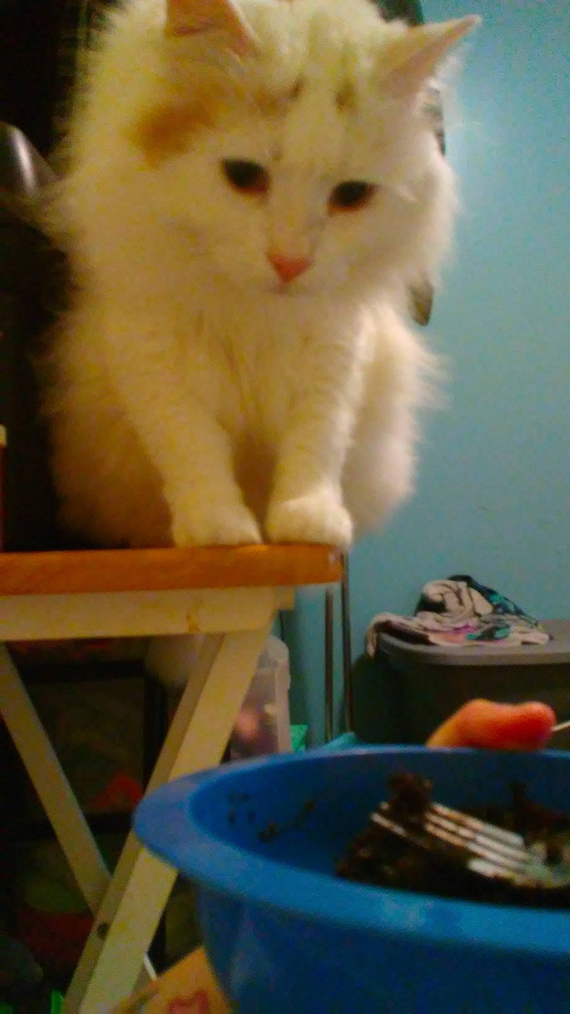 Rocky joined the competition — help win amazing prizes! aegean_cat, american_curl, carnivore, cat, domestic_long_haired_cat, fawn, felidae, kitten, mammal, persian, ragamuffin, ragdoll, small_to_medium_sized_cats, turkish_angora, turkish_van, whiskers