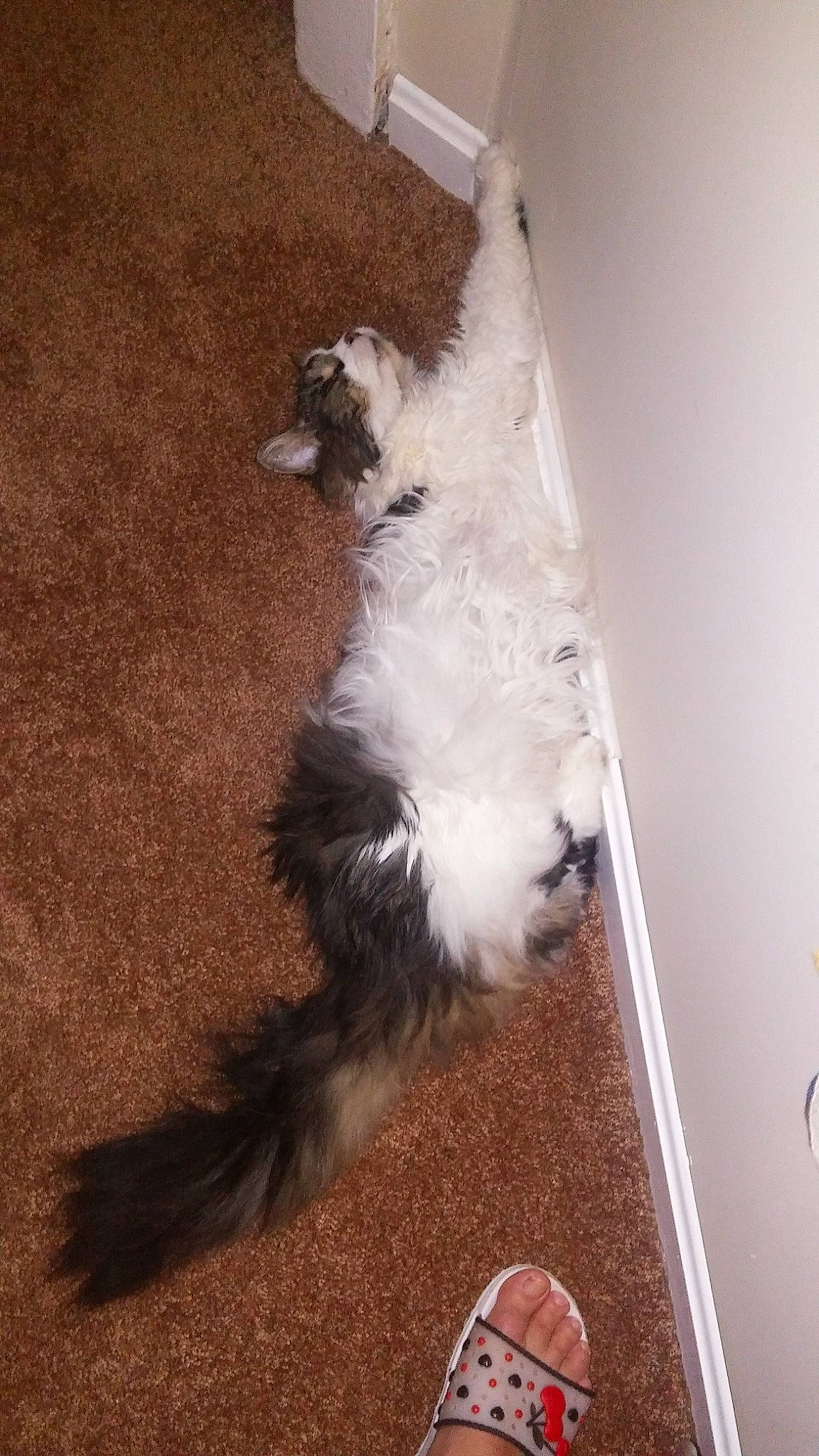 Jericho is registered to the contest to win money with this photo: canidae, carnivore, cat, dog, dog_breed, havanese, puppy, tail