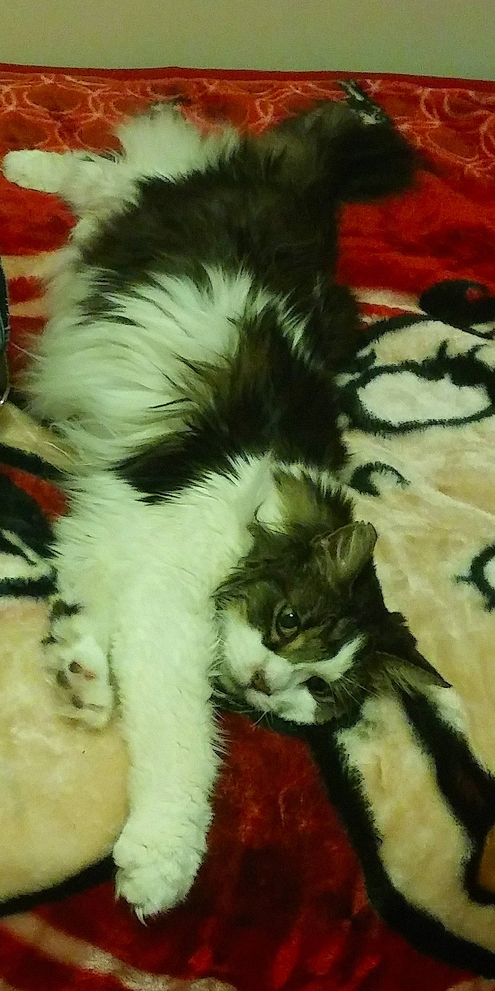 Jericho is registered to the contest to win money with this photo: canidae, carnivore, cat, dog, dog_breed, felidae, fur, kitten, mammal, paw, puppy, shih_tzu, small_to_medium_sized_cats, tail, vertebrate, whiskers