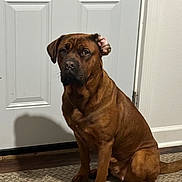 Luna joined the competition — help win amazing prizes! dog, brown_dog, pet, animal, indoor, carpet, door, shadow, sitting, canine, mammal, fur, paw, ears, nose, tail, house, floor, wall, domestic_animal