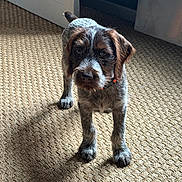 Baya participe au concours pour gagner de l'argent avec cette photo : dog, puppy, indoor, carpet, light, shadow, door, animal, pet, fur, curious, brown, white, texture, floor, collar, young, standing, looking, home