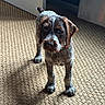 dog, puppy, indoor, carpet, light, shadow, door, animal, pet, fur, curious, brown, white, texture, floor, collar, young, standing, looking, home