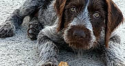 Baya a rejoint le concours — aidez-le/la à gagner de superbes lots ! puppy, dog, lying_down, concrete, leaf, brown, white, fur, cute, pet, animal, outdoor, closeup, young, expression, paw, ears, face, resting, curious
