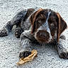 puppy, dog, lying_down, concrete, leaf, brown, white, fur, cute, pet, animal, outdoor, closeup, young, expression, paw, ears, face, resting, curious