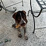 Baya participe au concours pour gagner de l'argent avec cette photo : puppy, dog, pet, treat, outdoor, concrete, floor, metal_table, metal_chair, furniture, brown_fur, black_fur, white_fur, small_dog, cute, animal, sitting, looking_up, young_dog, playful