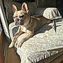 dog, french_bulldog, pet, canine, indoor, couch, sunlight, relaxing, resting, furniture, living_room, home, animal, portrait, daylight, brown_dog, ears, snout, paw, comfort