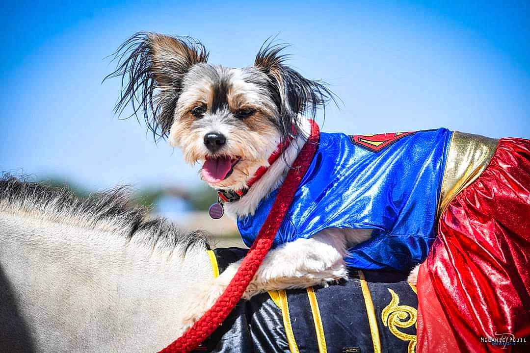 Poupette participe au concours pour gagner de l'argent avec cette photo : canidae, carnivore, collar, companion_dog, dog, dog_breed, dog_clothes, dog_collar, dog_supply, electric_blue, event, fur, leash, pet_supply, sky, small_terrier, snout, sporting_group, toy_dog, working_animal