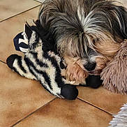 Poupette a rejoint le concours — aidez-le/la à gagner de superbes lots ! animal, companion, cozy, cute, dog, domestic, floor, fur, indoor, paw, pet, plush_toy, resting, sleeping, small_dog, snuggling, soft, tile, toy, zebra_pattern
