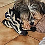 animal, companion, cozy, cute, dog, domestic, floor, fur, indoor, paw, pet, plush_toy, resting, sleeping, small_dog, snuggling, soft, tile, toy, zebra_pattern