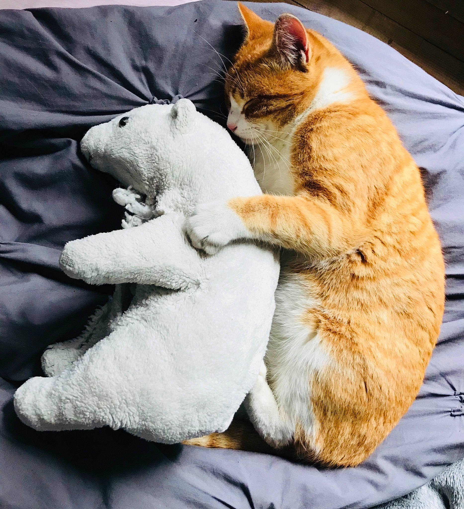 Mouchou participe au concours pour gagner de l'argent avec cette photo : aegean_cat, asian, carnivore, cat, claw, comfort, european_shorthair, felidae, fur, hug, kitten, nap, paw, polydactyl_cat, sleep, small_to_medium_sized_cats, snout, tabby_cat, tail, whiskers