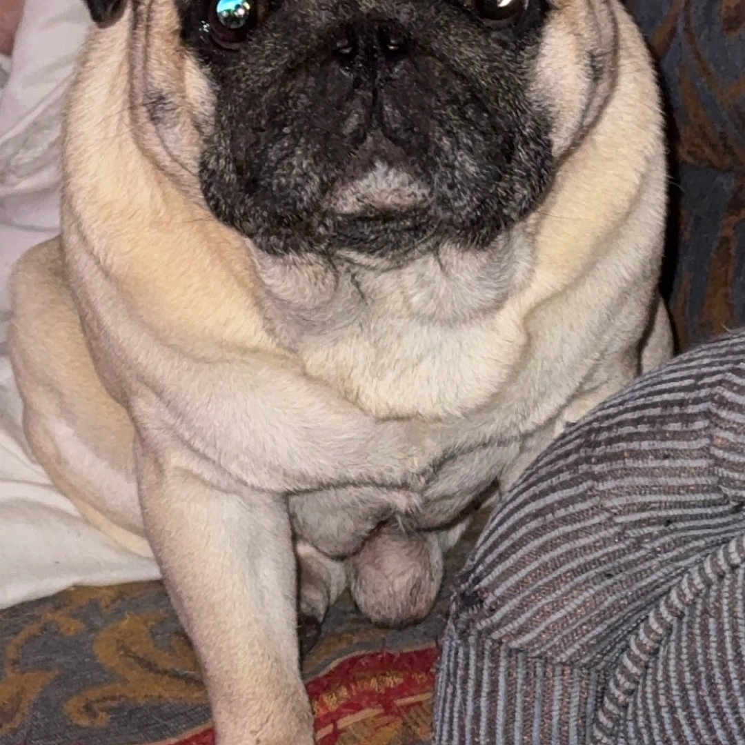 Oscar participe au concours pour gagner de l'argent avec cette photo : animal, canine, dog, pet, pug, puppy