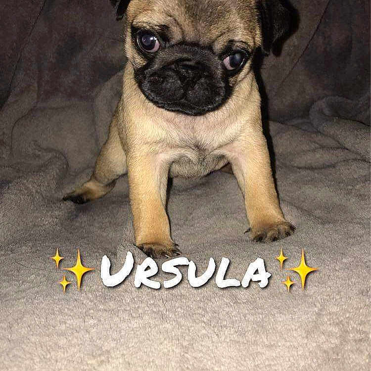 Ursula