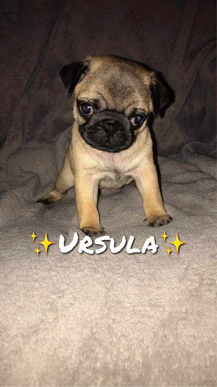 Ursula