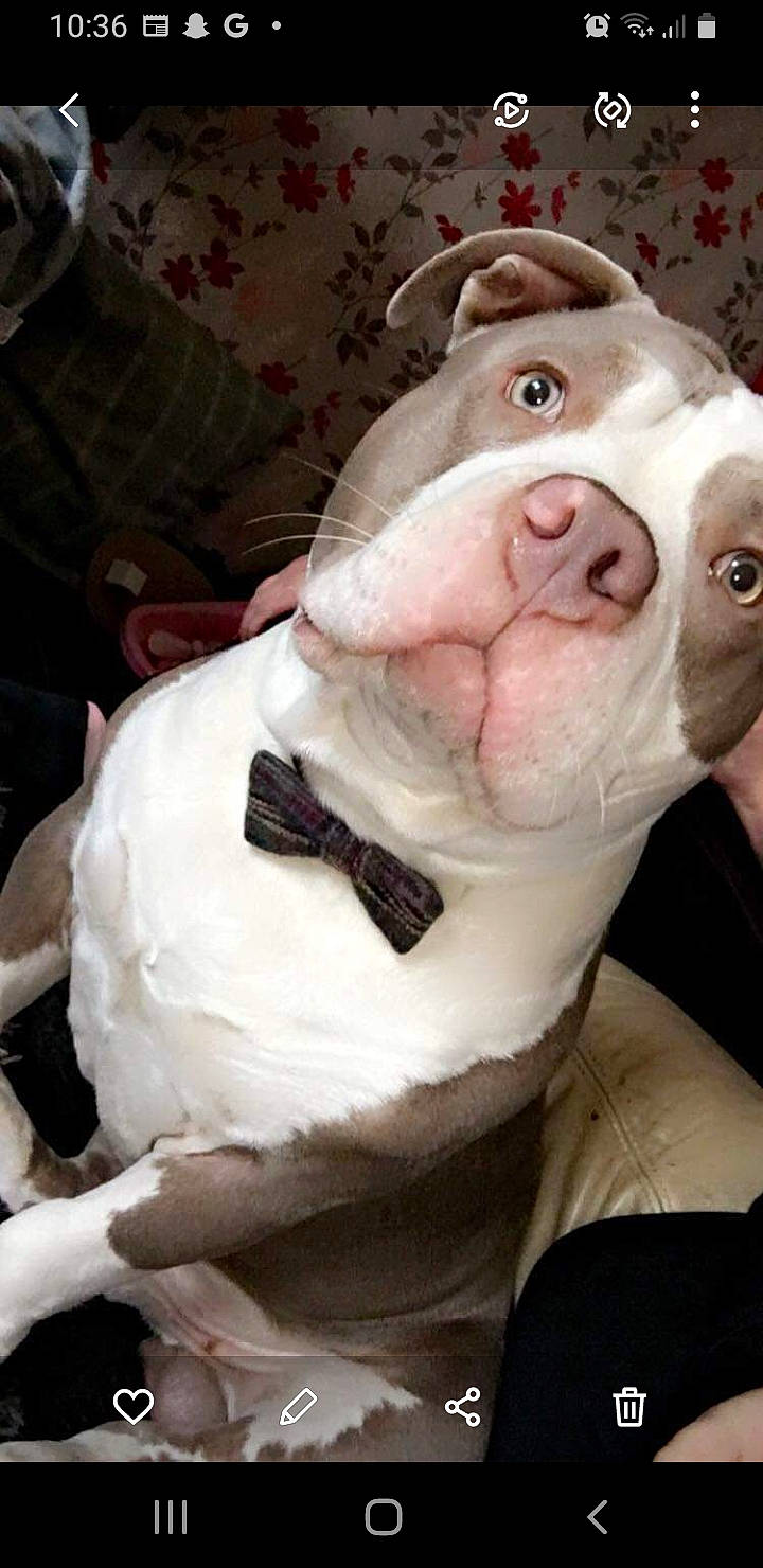 Hulk is registered to the contest to win money with this photo: canidae, carmine, carnivore, collar, companion_dog, couch, dog, dog_breed, fawn, fur, jaw, livestock, non_sporting_group, pet_supply, pink, snout, sporting_group, whiskers, working_animal, wrinkle