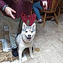 dog, husky, reindeer_antlers, pet, person, indoor, tile_floor, wooden_chair, maroon_sweater, jeans, table, smiling_dog, happy, antlers, casual_clothing, home, floor, animal, companion, playful