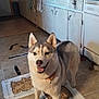 dog, husky, kitchen, floor, cabinet, countertop, dishware, window, tile_floor, collar, pet, indoor, household, smiling, animal, canine, light, door, towel, container