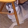 Diesel joined the competition — help win amazing prizes! dog, husky, animal, pet, indoor, floor, tile, chair, wooden, furniture, resting, lying_down, paw, collar, domestic_animal, canine, cute, house, home, mammal