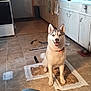 dog, husky, pet, indoor, kitchen, floor, tile_floor, cabinet, door, countertop, smiling, sitting, animal, canine, collar, domestic, friendly, home, human_leg, appliance