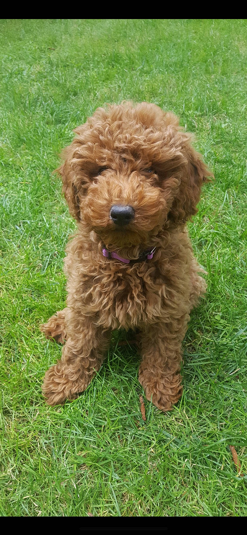 Rayla is registered to the contest to win money with this photo: canidae, carnivore, companion_dog, dog, dog_breed, dog_collar, fur, grass, liver, maltepoo, non_sporting_group, poodle, puppy, sporting_group, terrestrial_animal, terrier, toy_dog, water_dog, working_animal, yorkipoo