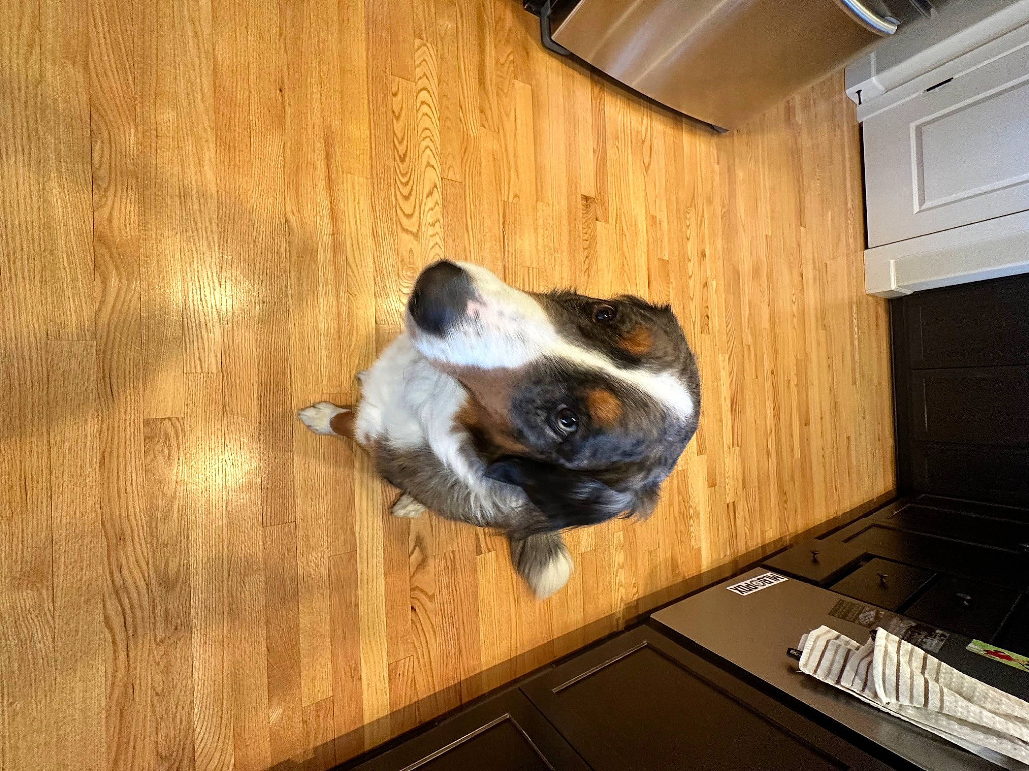 Kona is registered to the contest to win money with this photo: carnivore, comfort, companion_dog, dog, dog_breed, fawn, felidae, floor, flooring, hardwood, home_appliance, kitchen_appliance, laminate_flooring, plywood, room, vertebrate, whiskers, wood, wood_flooring, wood_stain