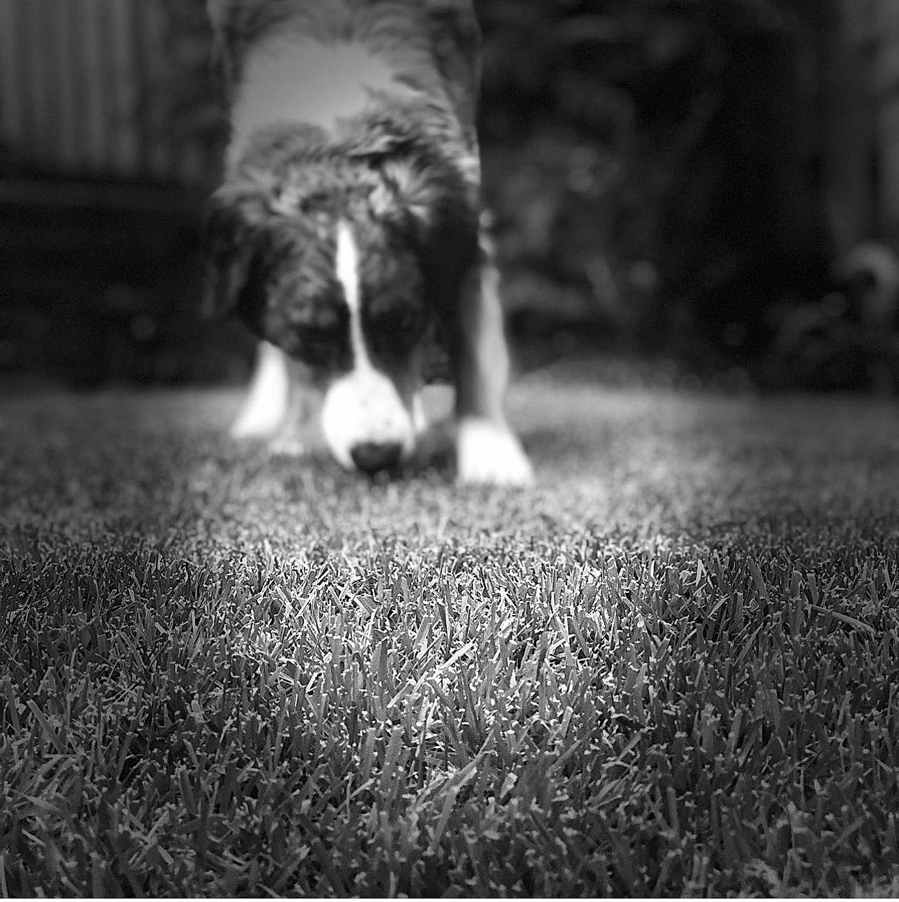 Kona joined the competition — help win amazing prizes! black, black_and_white, carnivore, companion_dog, darkness, dog_breed, felidae, flash_photography, flooring, fur, grass, human_leg, monochrome, monochrome_photography, small_to_medium_sized_cats, snout, style, tail, tints_and_shades, whiskers