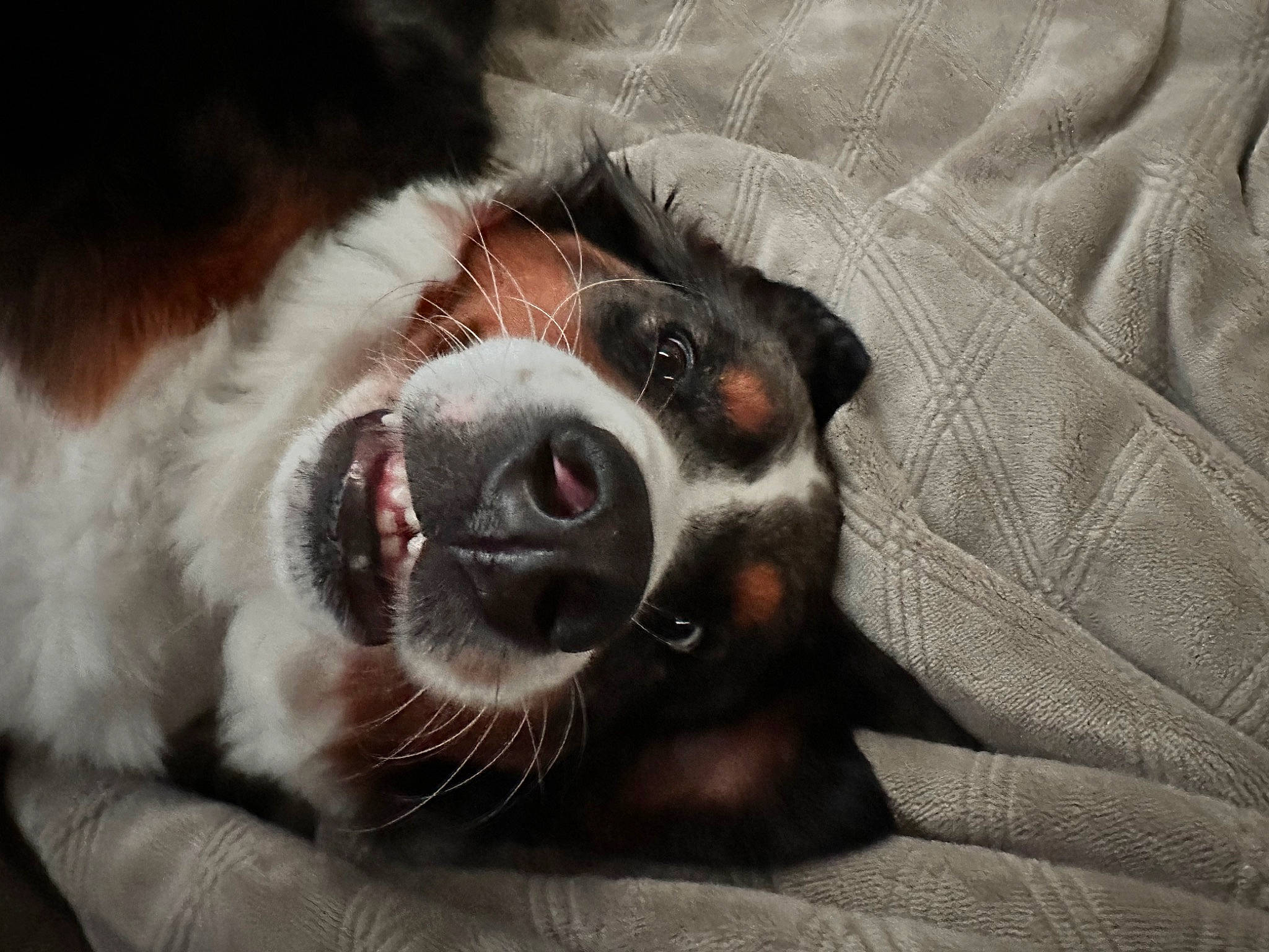 Kona is registered to the contest to win money with this photo: bernese_mountain_dog, canidae, carnivore, comfort, companion_dog, dog, dog_breed, fur, jaw, paw, puppy, sporting_group, whiskers, working_animal, working_dog