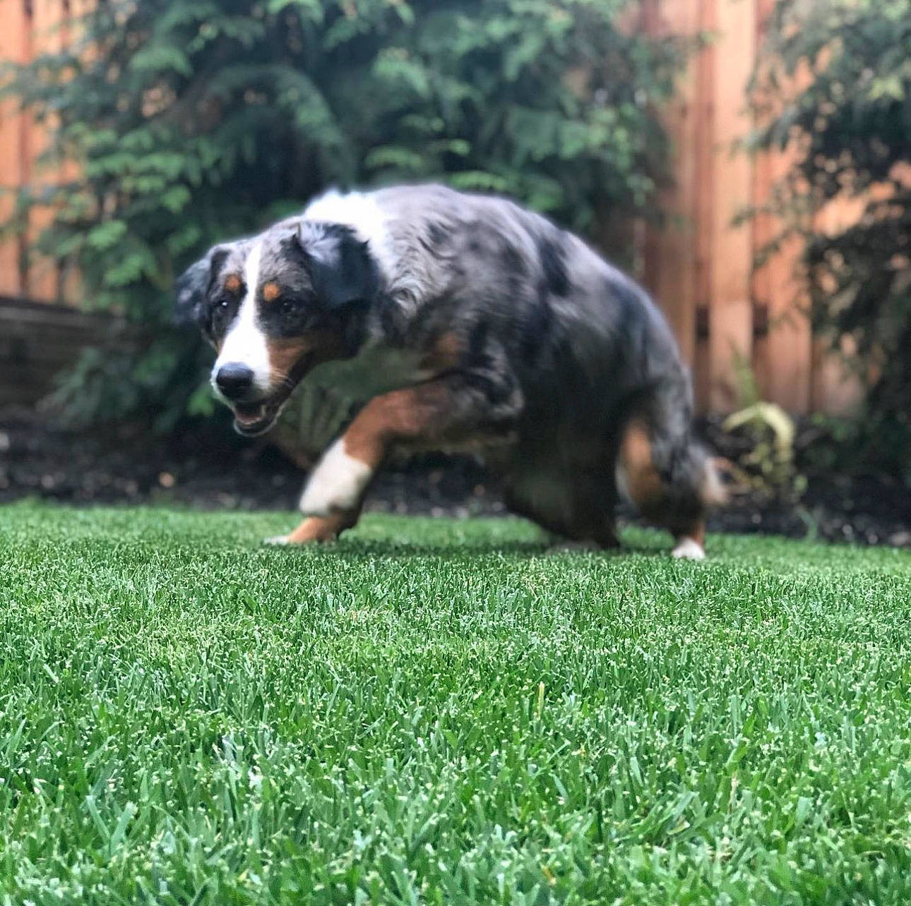 Kona is registered to the contest to win money with this photo: canidae, carnivore, companion_dog, dog, dog_breed, grass, grassland, groundcover, herbaceous_plant, herding_dog, lawn, plant, sporting_group, tail, terrestrial_animal, tree, working_dog