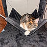 Six is registered to the contest to win money with this photo: animal, basket, calico_cat, carpet, cat, cozy, cute, domestic, ears, floor, fur, furniture, hammock, indoor, paws, pet, plush, relaxed, resting, whiskers
