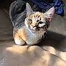 Six is registered to the contest to win money with this photo: animal, brown, calico, cat, closeup, cute, ears, feline, fur, indoor, leather_couch, orange, pet, relaxed, resting, shadow, sunlight, tabby, whiskers, white
