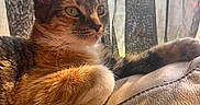 Six is registered to the contest to win money with this photo: animal, black, brown, cat, closeup, curtain, feline, fur, indoor, leather, orange, paw, pet, relaxing, resting, sunlight, tabby, whiskers, white, window