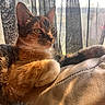 animal, black, brown, cat, closeup, curtain, feline, fur, indoor, leather, orange, paw, pet, relaxing, resting, sunlight, tabby, whiskers, white, window