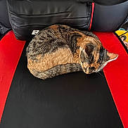 Six joined the competition — help win amazing prizes! animal, black, cat, comfortable, cozy, curled_up, domestic_cat, feline, fur, gaming_chair, home, indoor, pet, quiet, red, relaxation, resting, seat, sleeping, tabby_cat