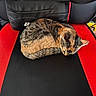 animal, black, cat, comfortable, cozy, curled_up, domestic_cat, feline, fur, gaming_chair, home, indoor, pet, quiet, red, relaxation, resting, seat, sleeping, tabby_cat