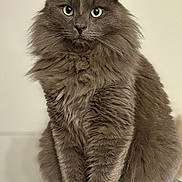 Toulouse a rejoint le concours — aidez-le/la à gagner de superbes lots ! cat, gray_cat, fluffy, feline, pet, animal, sitting, fur, whiskers, portrait, indoor, cute, eyes, looking, closeup, domestic_cat, mammal, soft, texture, background