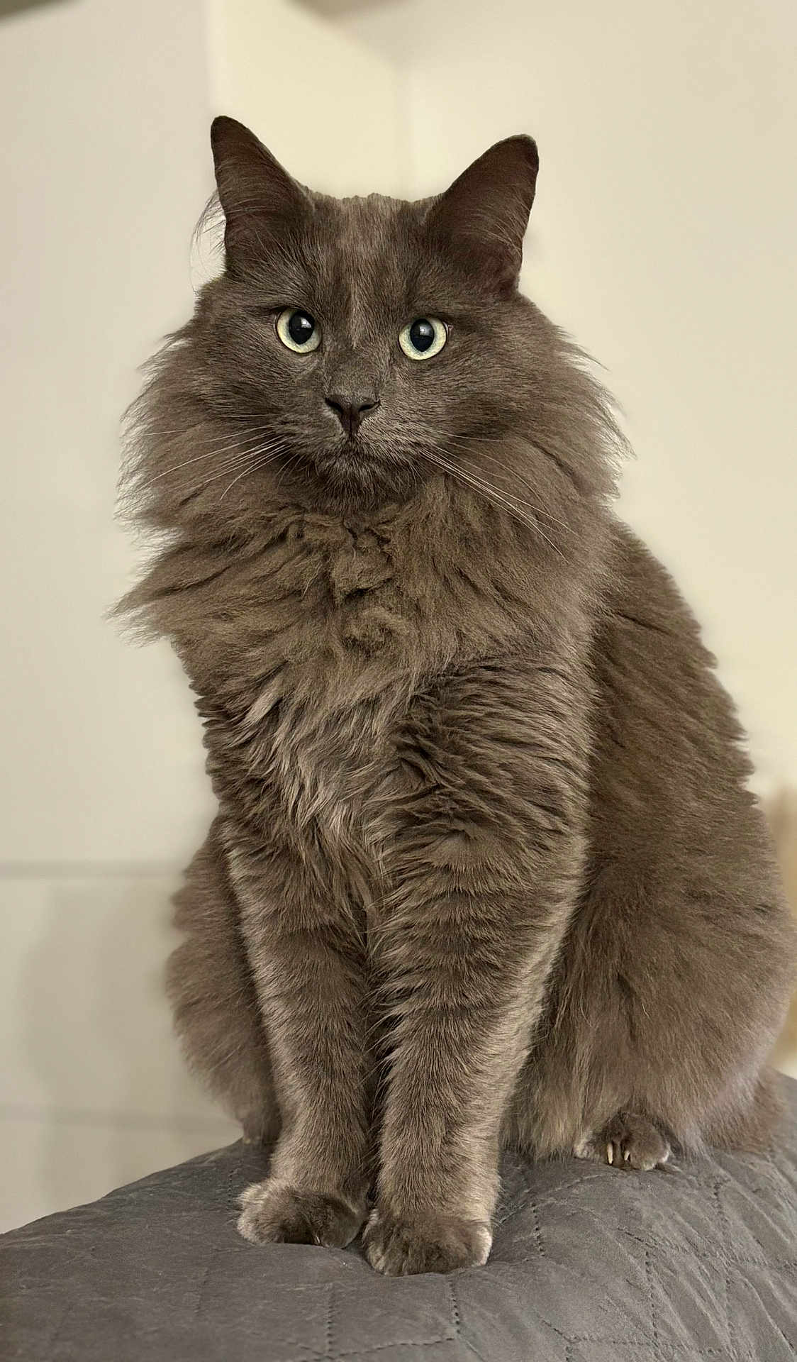 Toulouse a rejoint le concours — aidez-le/la à gagner de superbes lots ! cat, gray_cat, fluffy, feline, pet, animal, sitting, fur, whiskers, portrait, indoor, cute, eyes, looking, closeup, domestic_cat, mammal, soft, texture, background